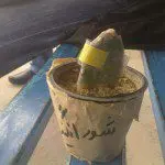 شورانگیز زخم خورده