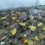 شورانگیز در طبیعت پاییزی